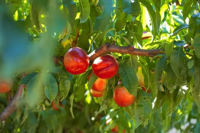 Органические ингредиенты