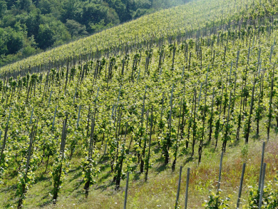 Grape Vineyard