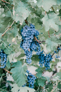 Grapes growing on a vine