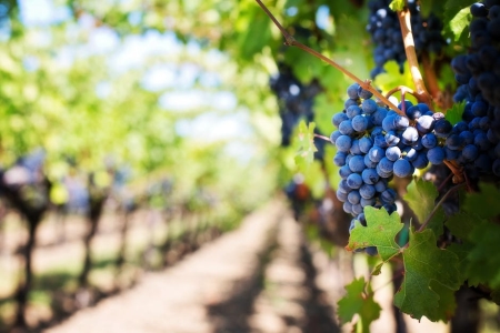 Purple Grapes