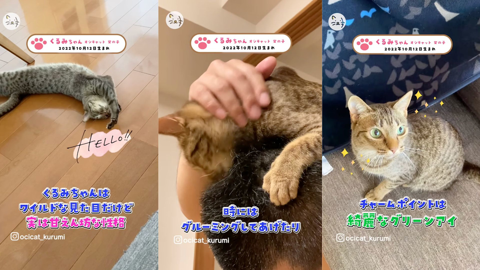 くるみちゃんサムネイル