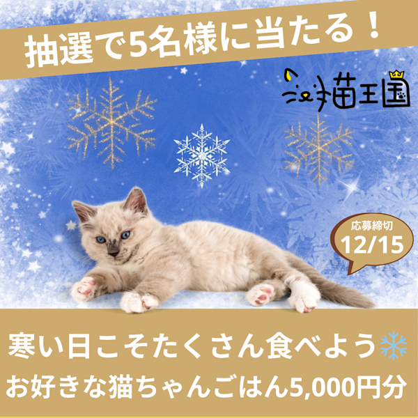 【簡単応募】ネコちゃんの好きなごはん5,000円分プレゼント🎁
