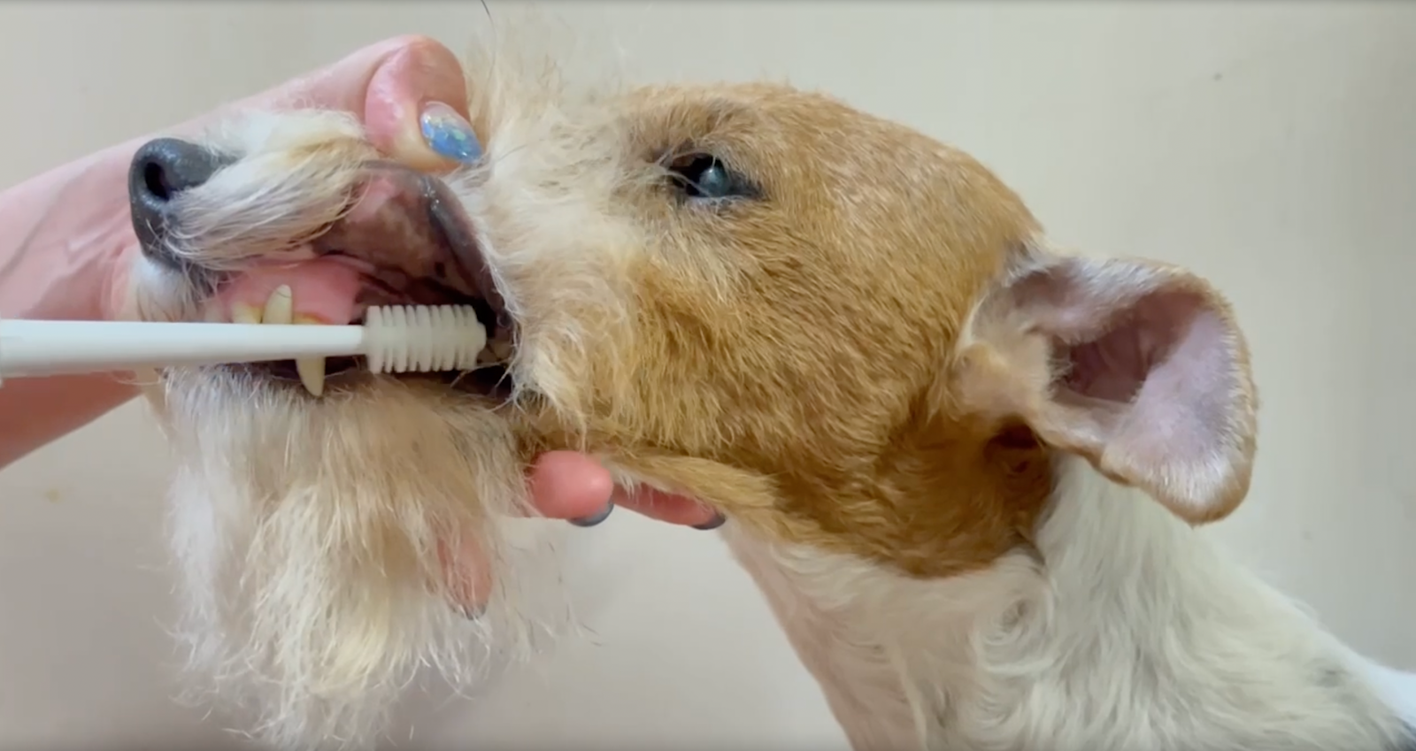犬猫専用歯ブラシBOOOOMの使用イメージ