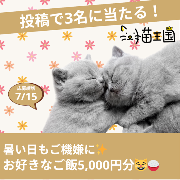 【猫王国への投稿で当たる📸】暑い日もご機嫌に✨猫ちゃんのお好きなご飯5,000円分🐱🍚