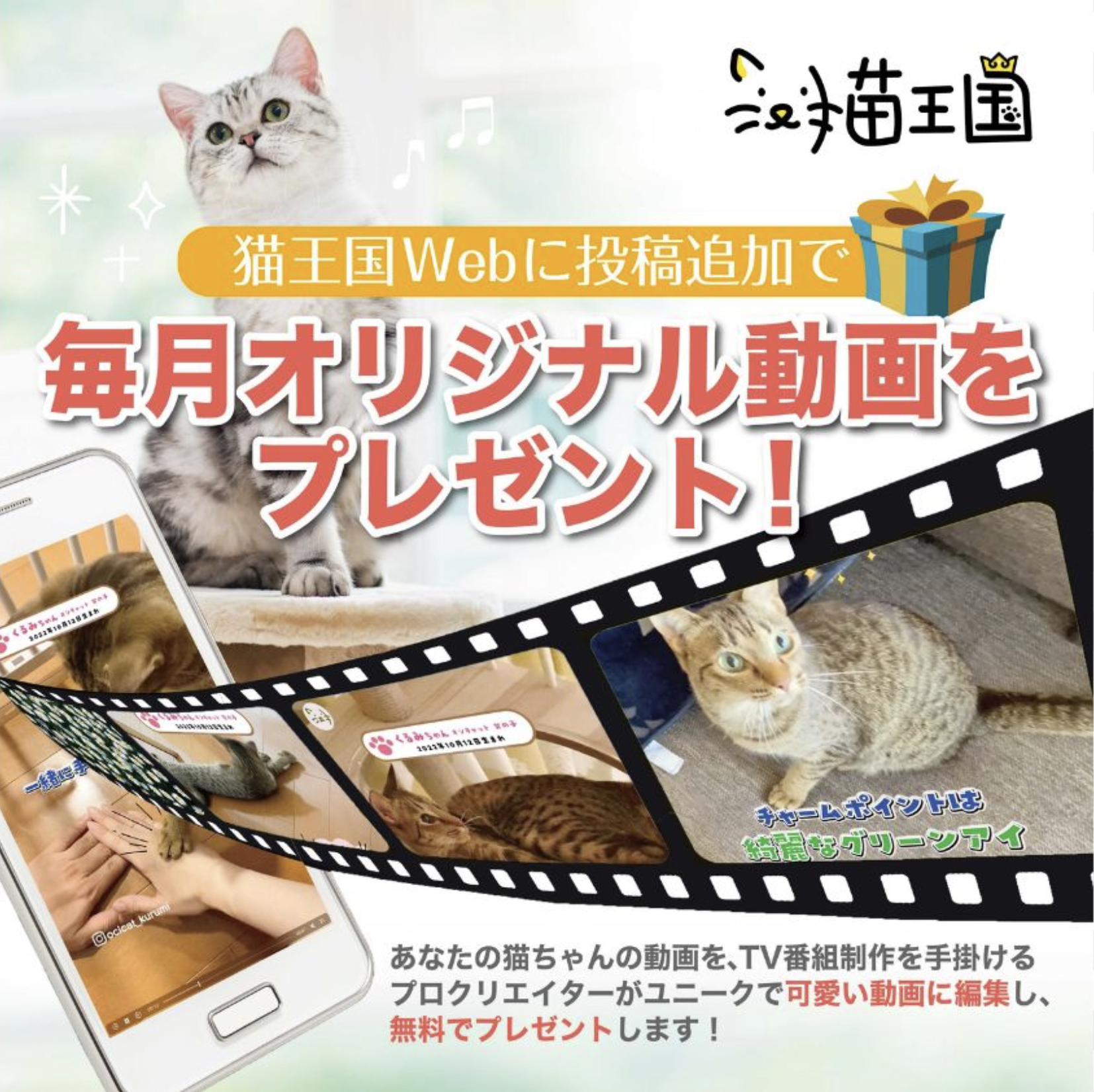 猫王国に投稿でプロクオリティの「愛猫ちゃんのオリジナル動画」をプレゼント！🐾 