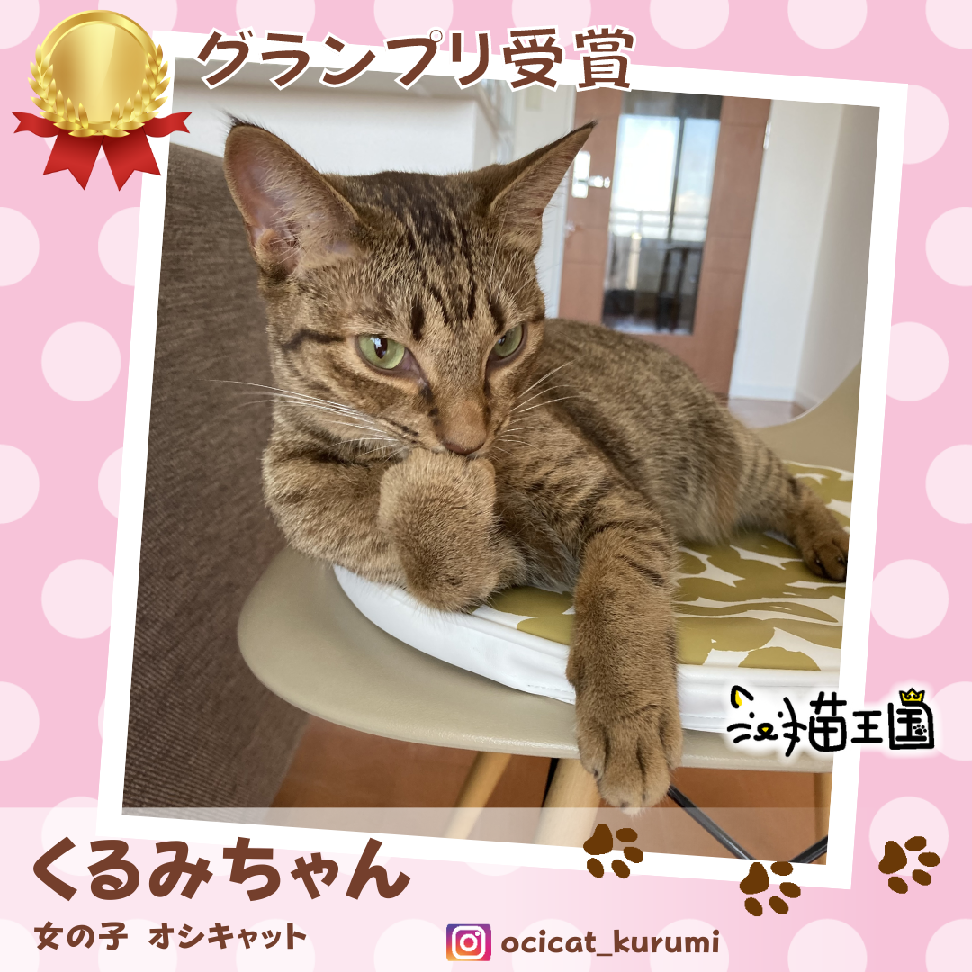 グランプリ:くるみちゃん(オシキャット)