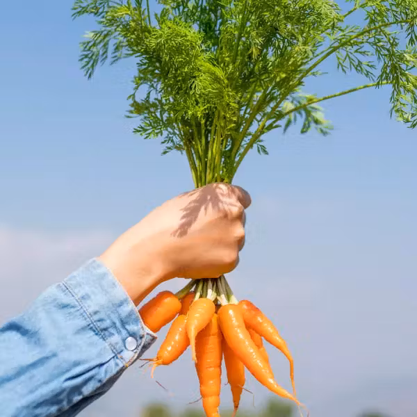 Hand holding a bunch of orange carrots image