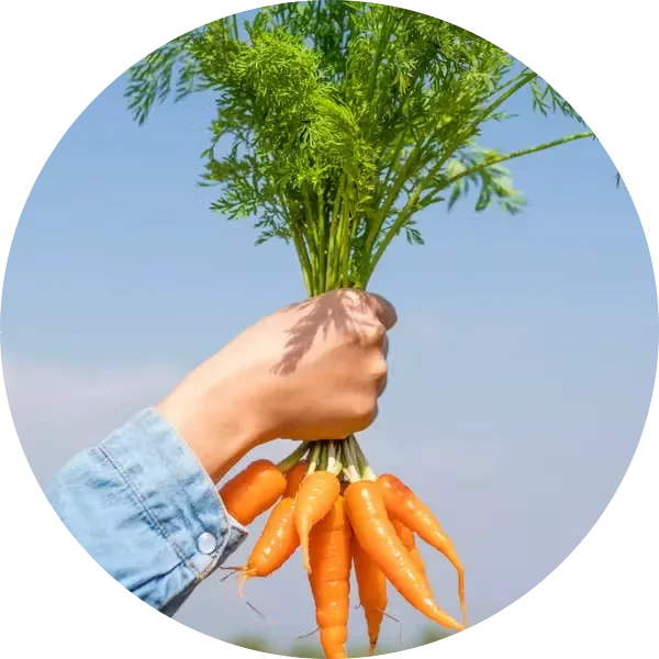 Hand holding a bunch of orange carrots image