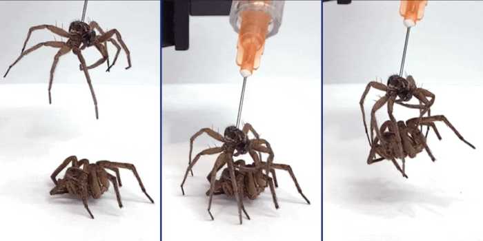 riceuniversity-spider-robot-header