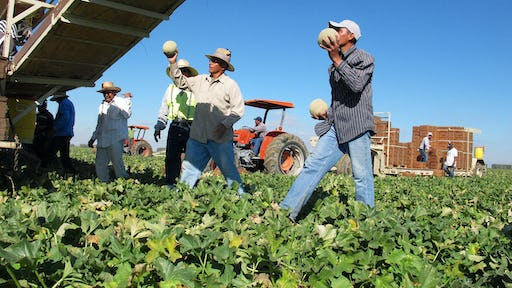 When Labor Laws Left Farmworkers Behind — and Vulnerable to Abuse
