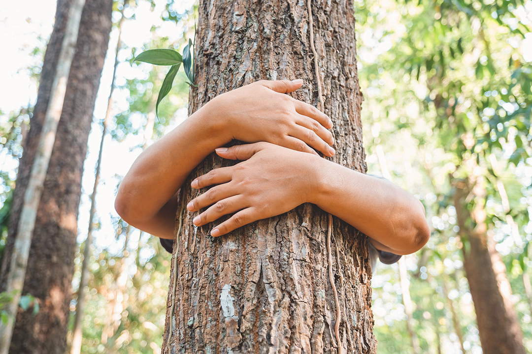 Eine Person umgreift einen Baumstamm.