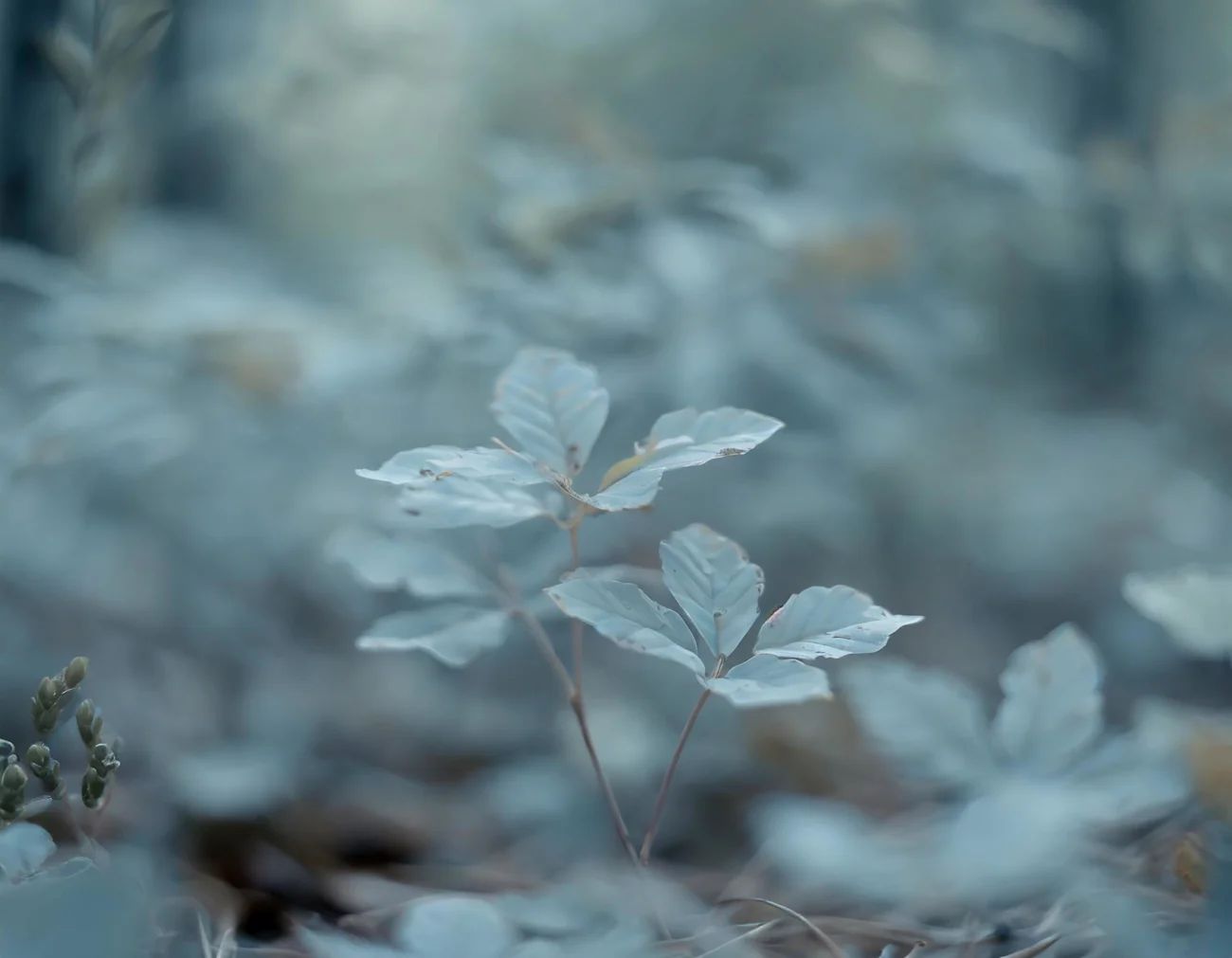 Blade skov natur grøn header