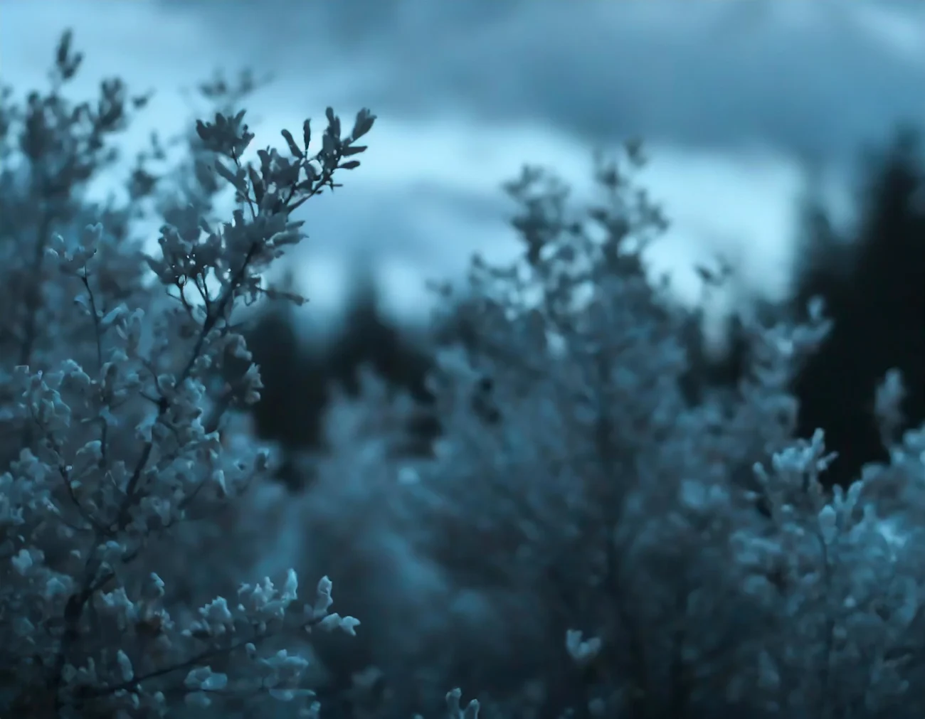 Firefly sky, tree tops, close-up, dusty dark blue shades 95618