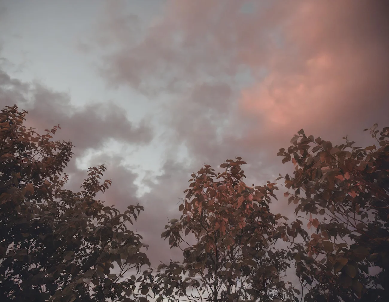 rød himmel og træer header