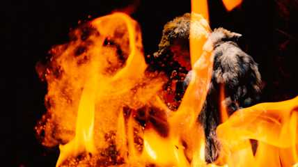 shamaani fire