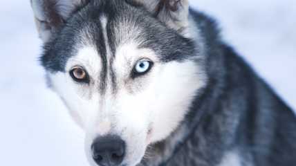 husky