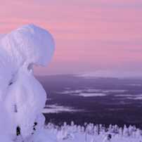 pinkki tammikuu maisema