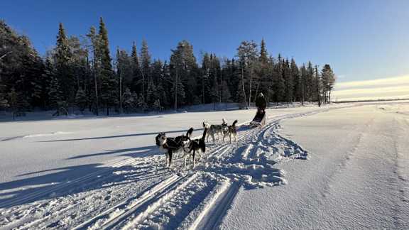 Wild Kemijoki Huskies IMG 8599