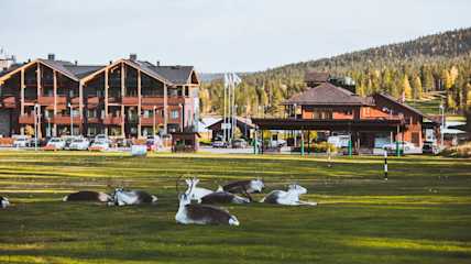 Golf ja porot