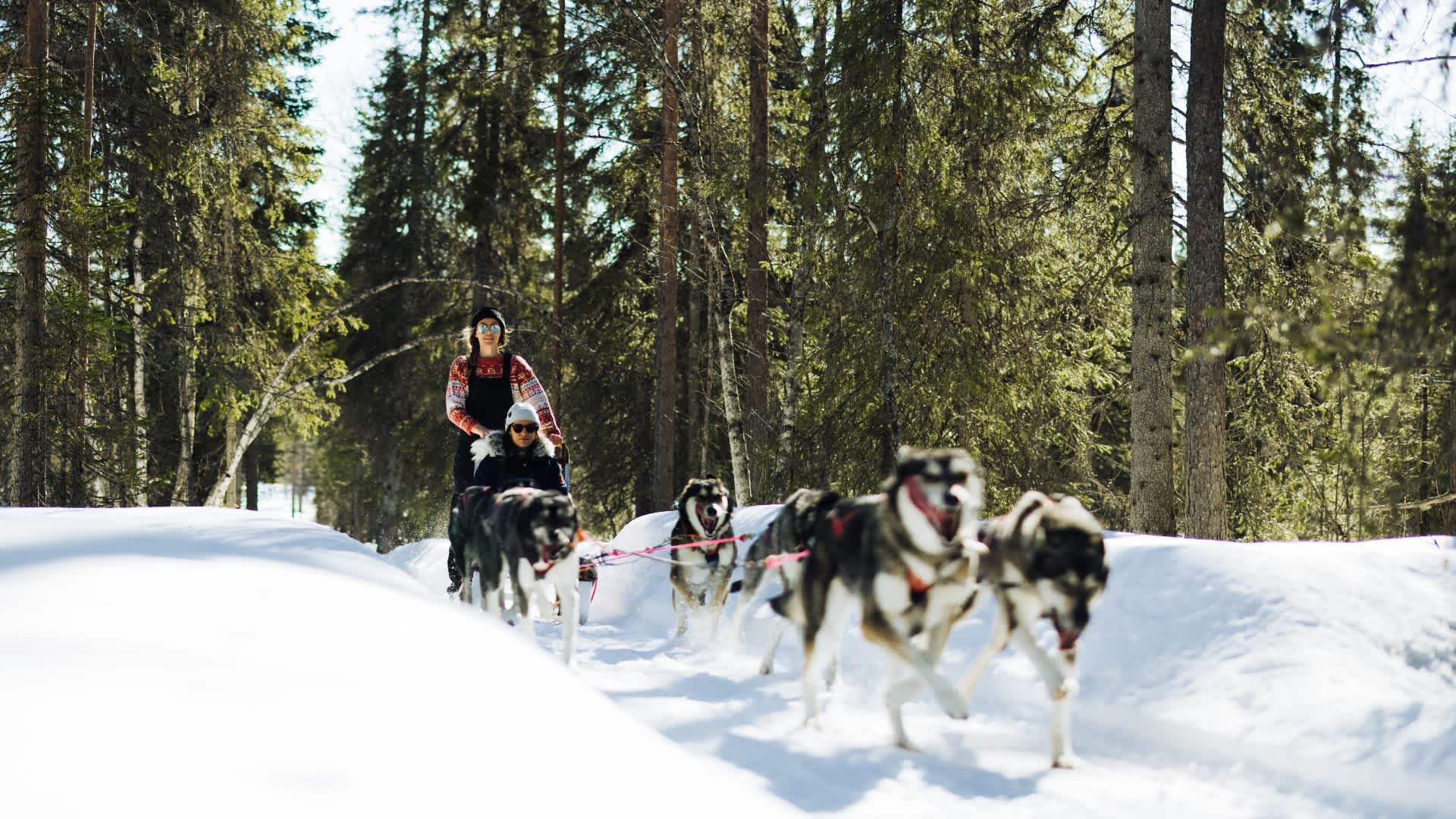 Husky keväthanget