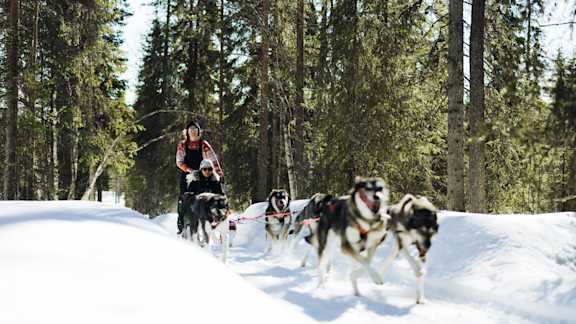 Husky keväthanget