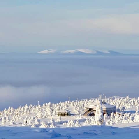 Tuikku