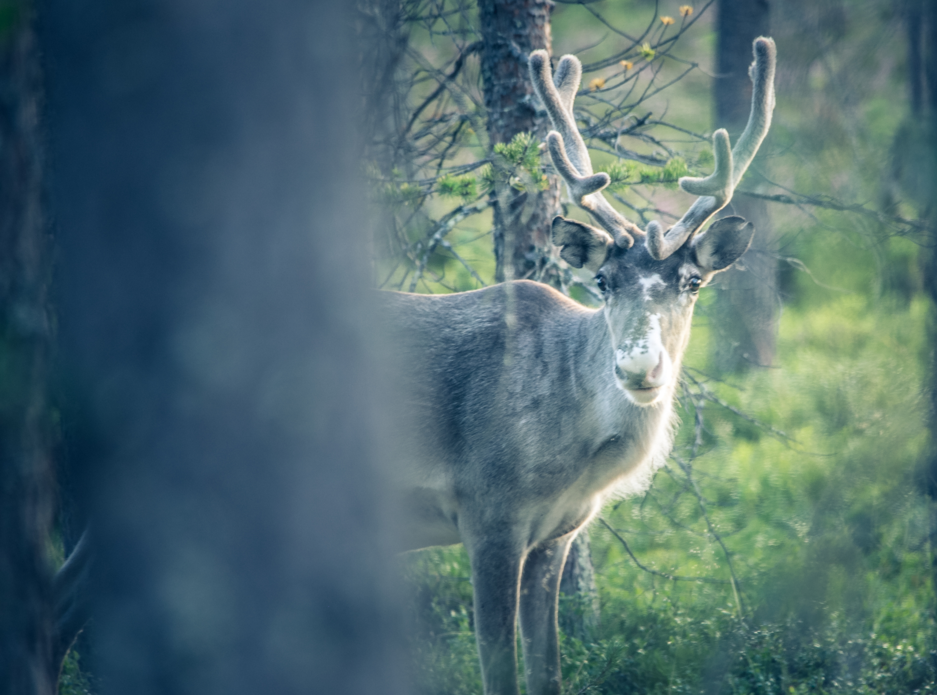 poro metsässä kesä