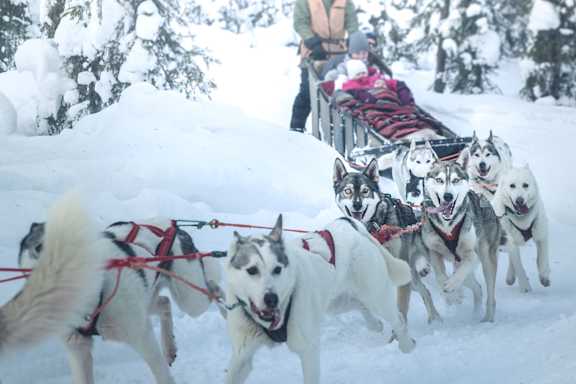 Feel Levi vauhti husky