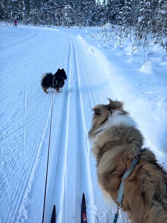 koirahiihto helmikuu