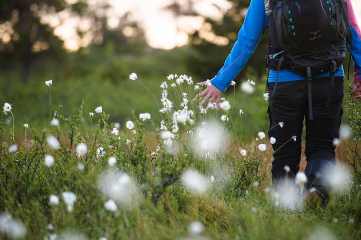Kesä - syksy, tupasvilla
