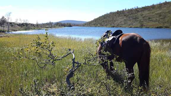 kamera firma känny 329