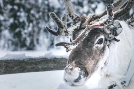 Lähde pororetkelle ja koe Lapin perinteisin menopeli!