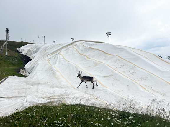 Reindeer at the slopes