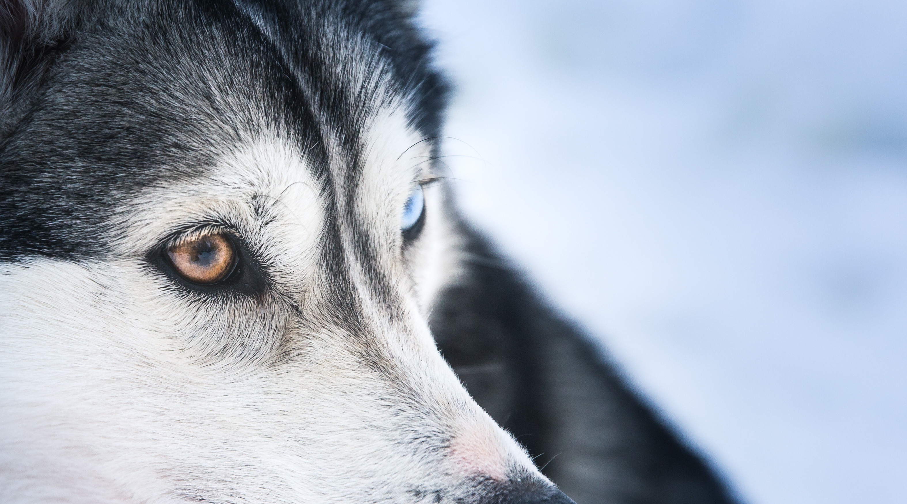 In touch with animals