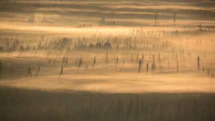 Levi metsä syksy usva