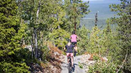 puolukkametsa