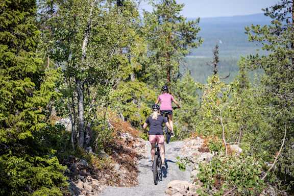 puolukkametsa