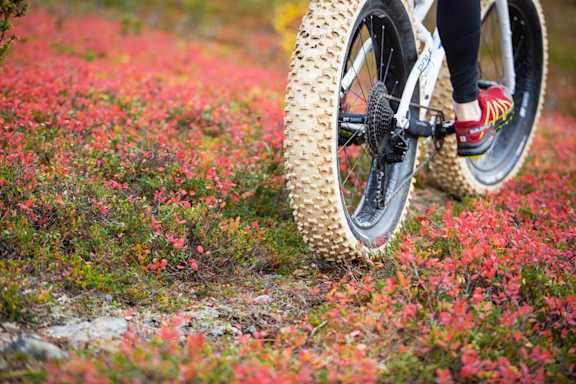 autumn colors bike