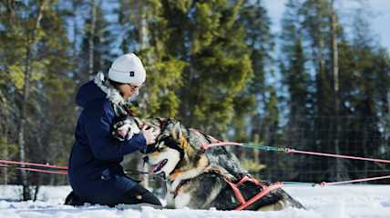 Huskyen rapsutus