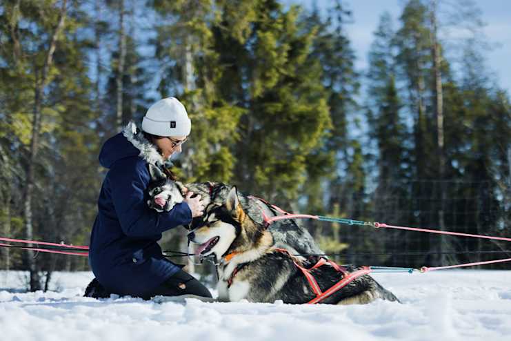 Huskyen rapsutus