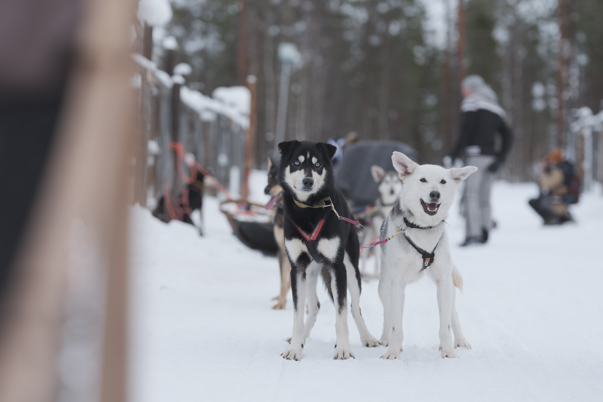 Polar Lights Tours 1