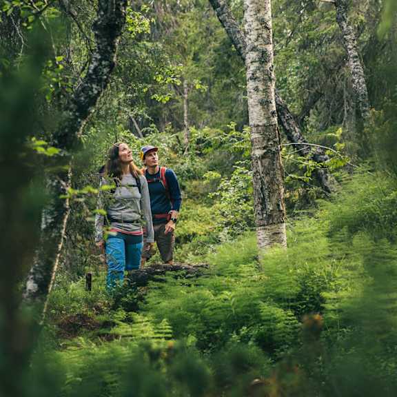 Feel Levi värit metsä