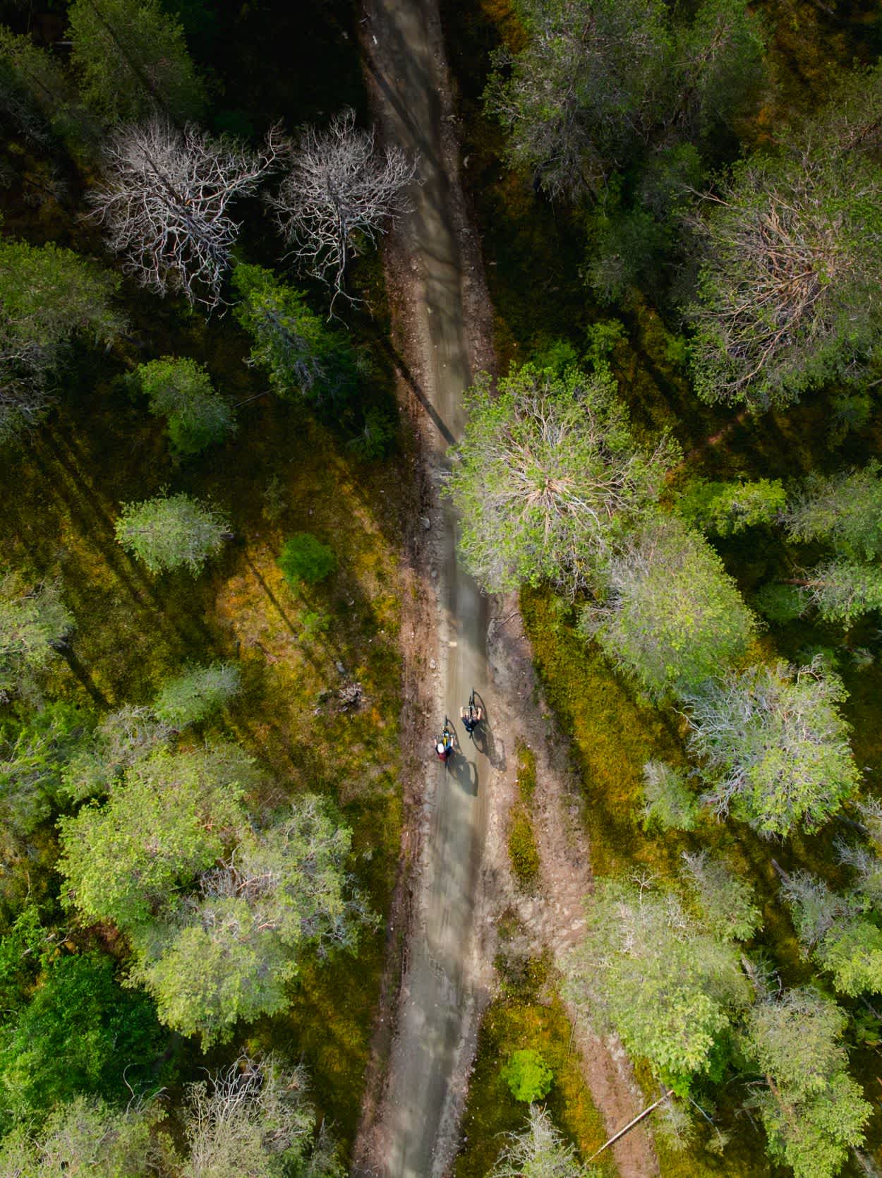 Ylläs-Levi MTB 2025 polku
