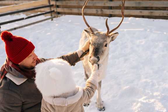 Reindeer - AHS