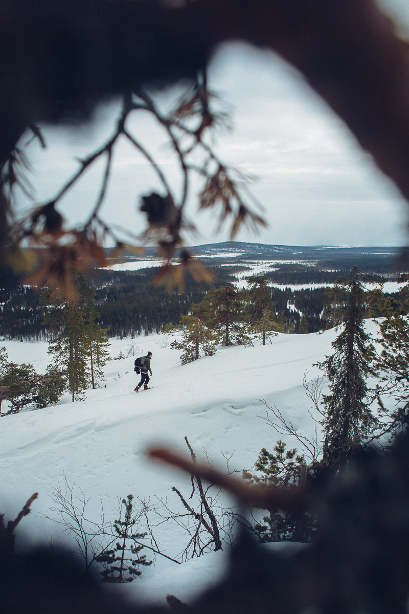 Lumikenkäilijä puiden välistä kuvattuna tunturissa