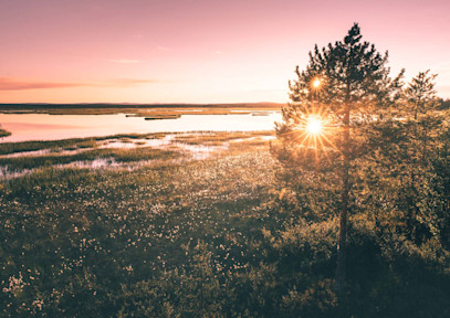 kesämaisema suo