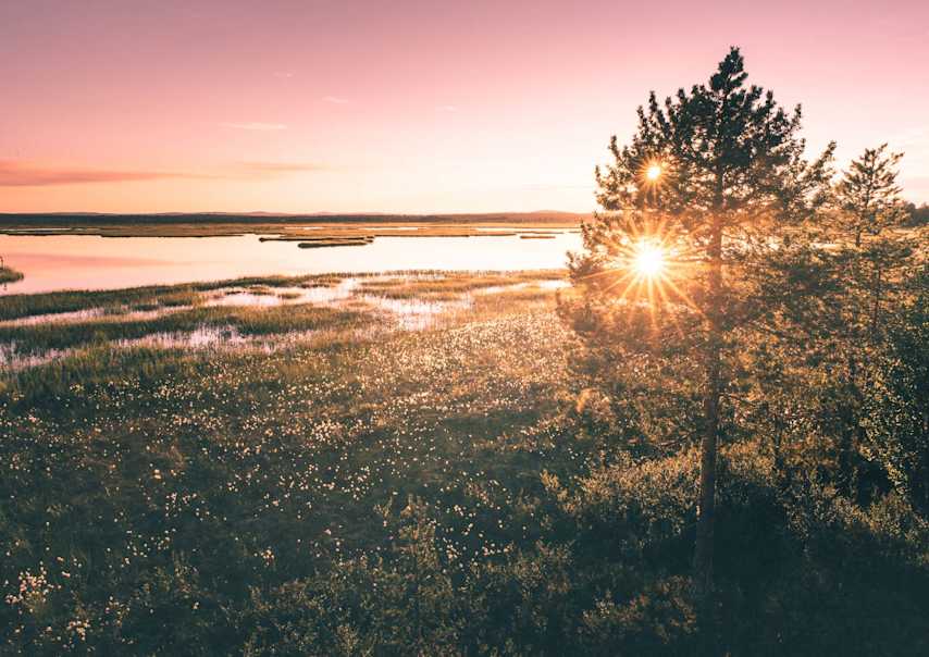 kesämaisema suo