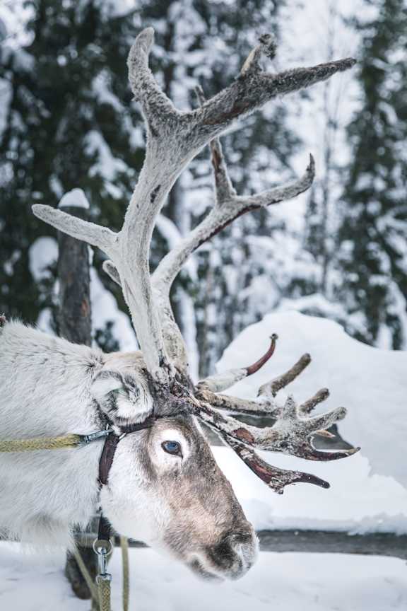 reindeers