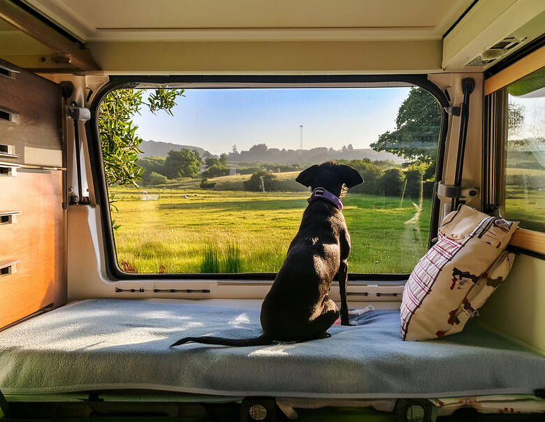 Camping mit Hund, der aus dem Fenster schaut