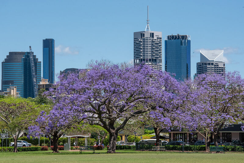 Blühende Bäume und Wolkenkratzer in Johannesburg